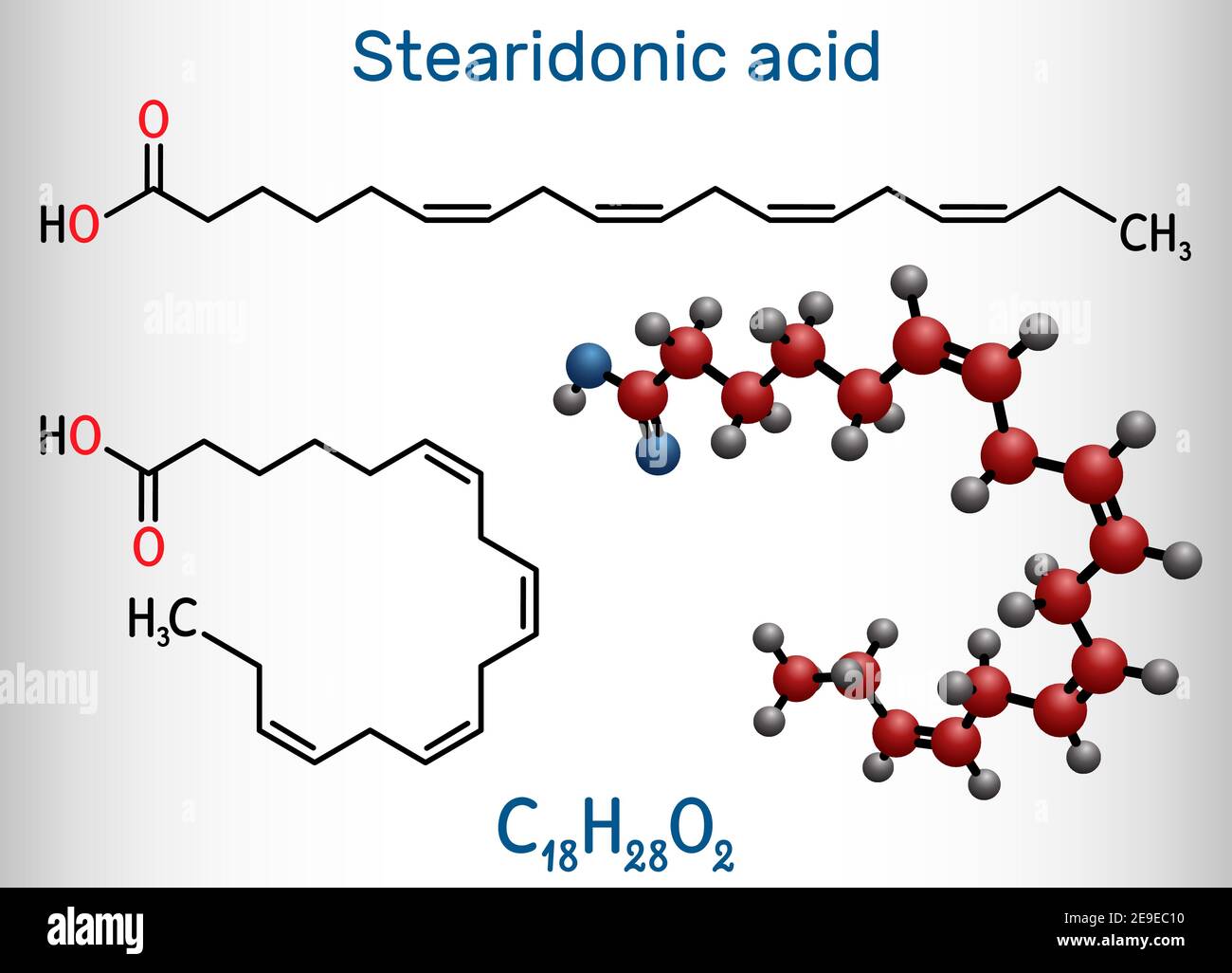 Acido stearidonico, acido morottico, molecola SDA. È un acido omega-3, grasso, ottadecatetraenoico. Formula chimica strutturale e modello molecolare Illustrazione Vettoriale
