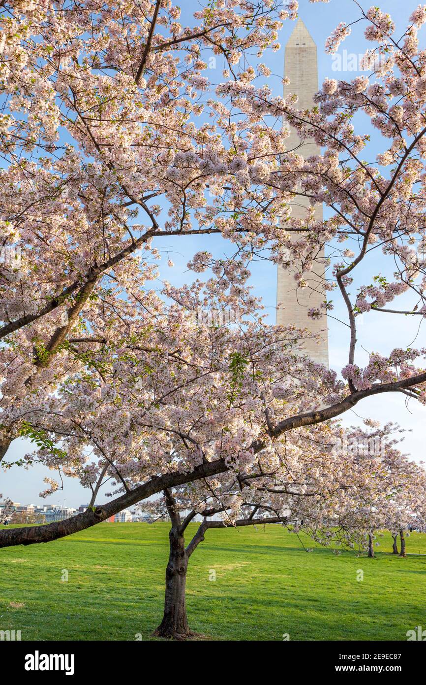 Fioritura dei ciliegi vicino al Washington Monument a Washington, DC, USA Foto Stock