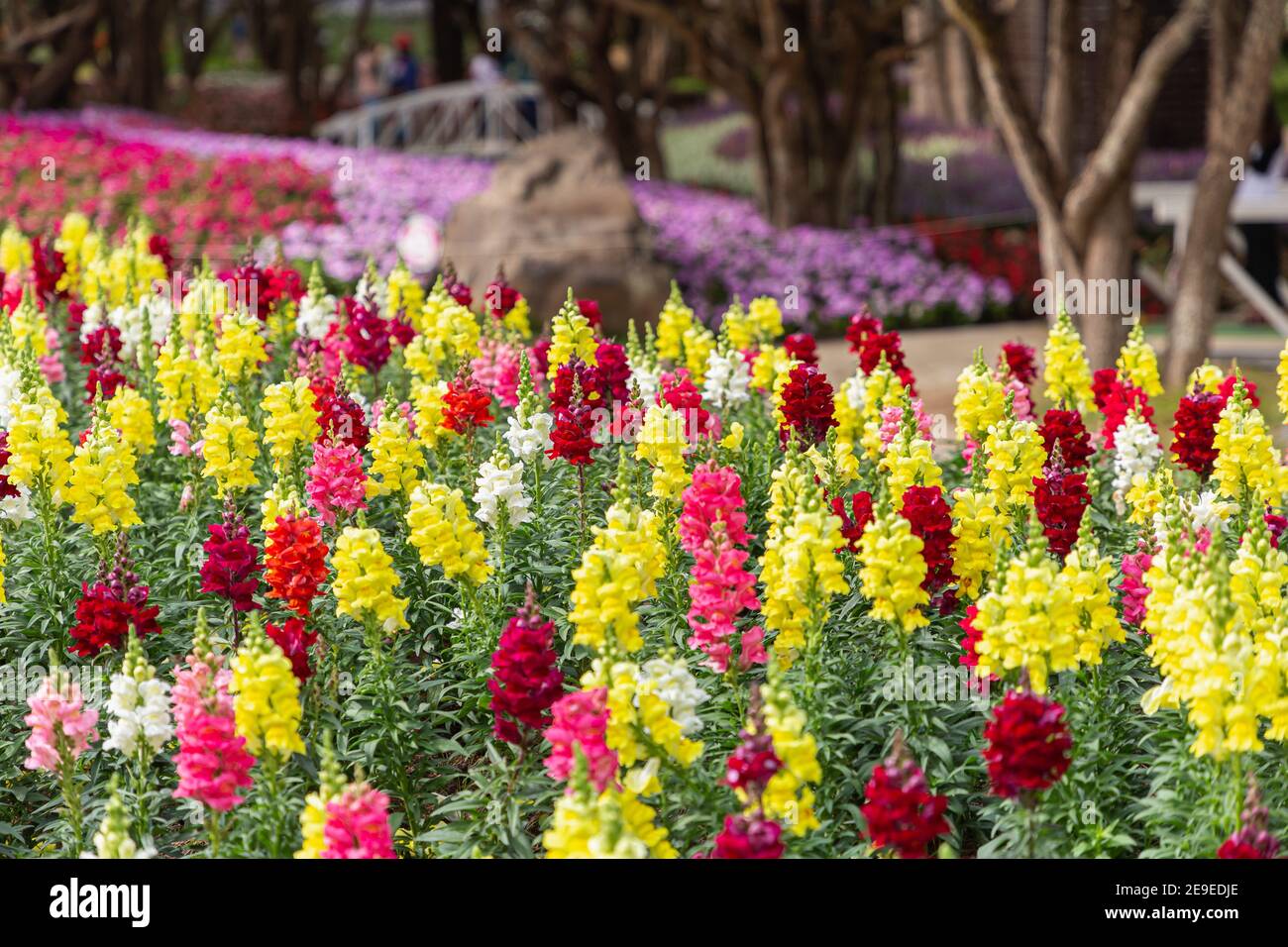 Fiori Snapdragon in giardino in primavera. Antirhinum majus. Foto Stock