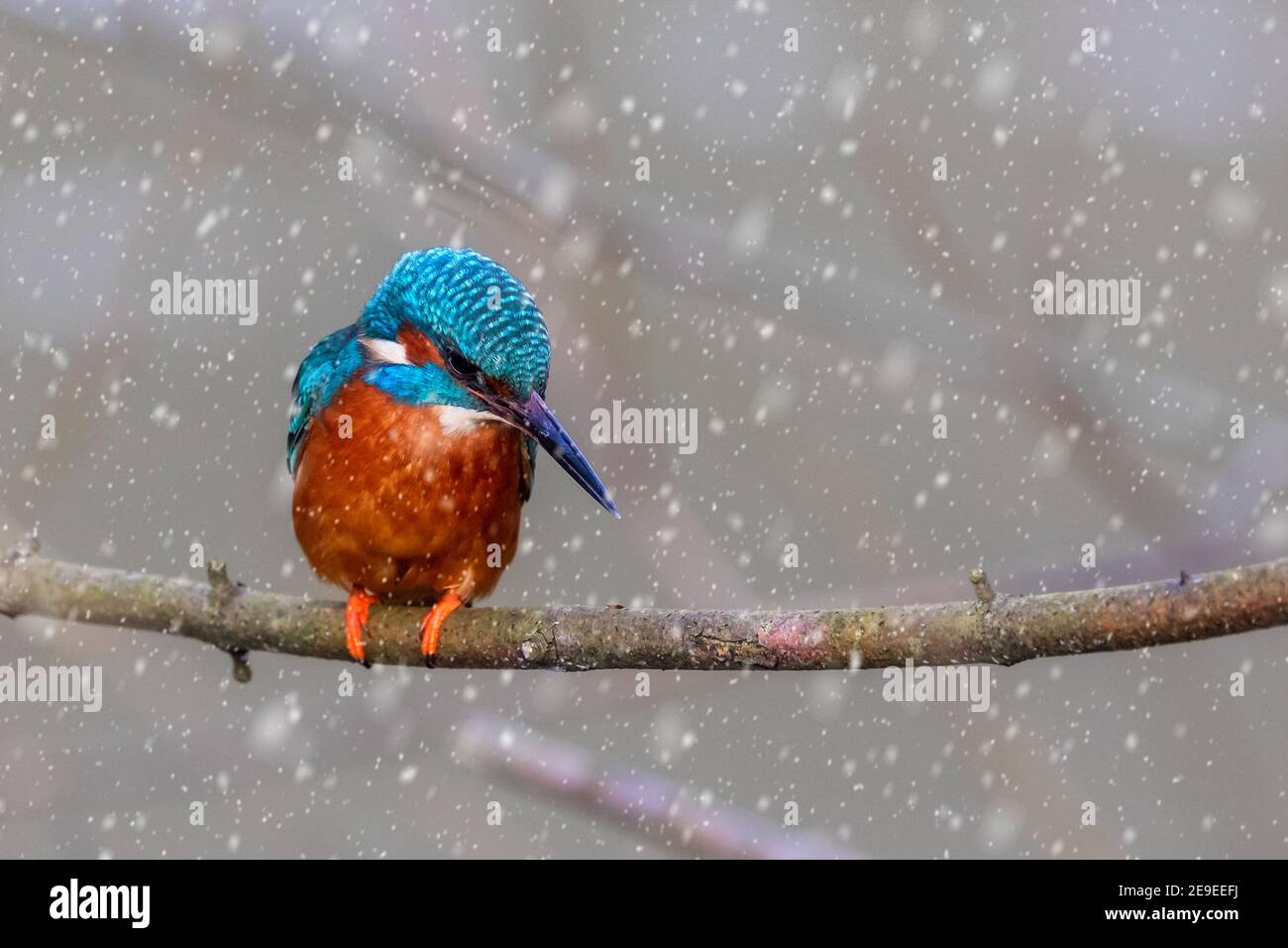 Primo piano di Kingfisher arroccato sul ramo in condizioni di neve Foto Stock