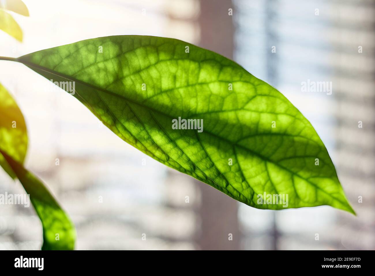 Foglie verdi di avocado a casa Foto Stock