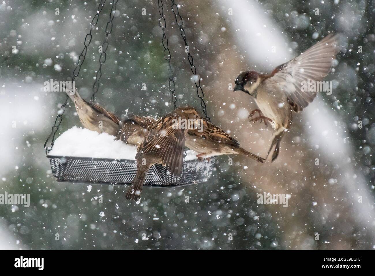 Casa passeri presso l'alimentatore di uccelli cortile durante la tempesta di neve Foto Stock