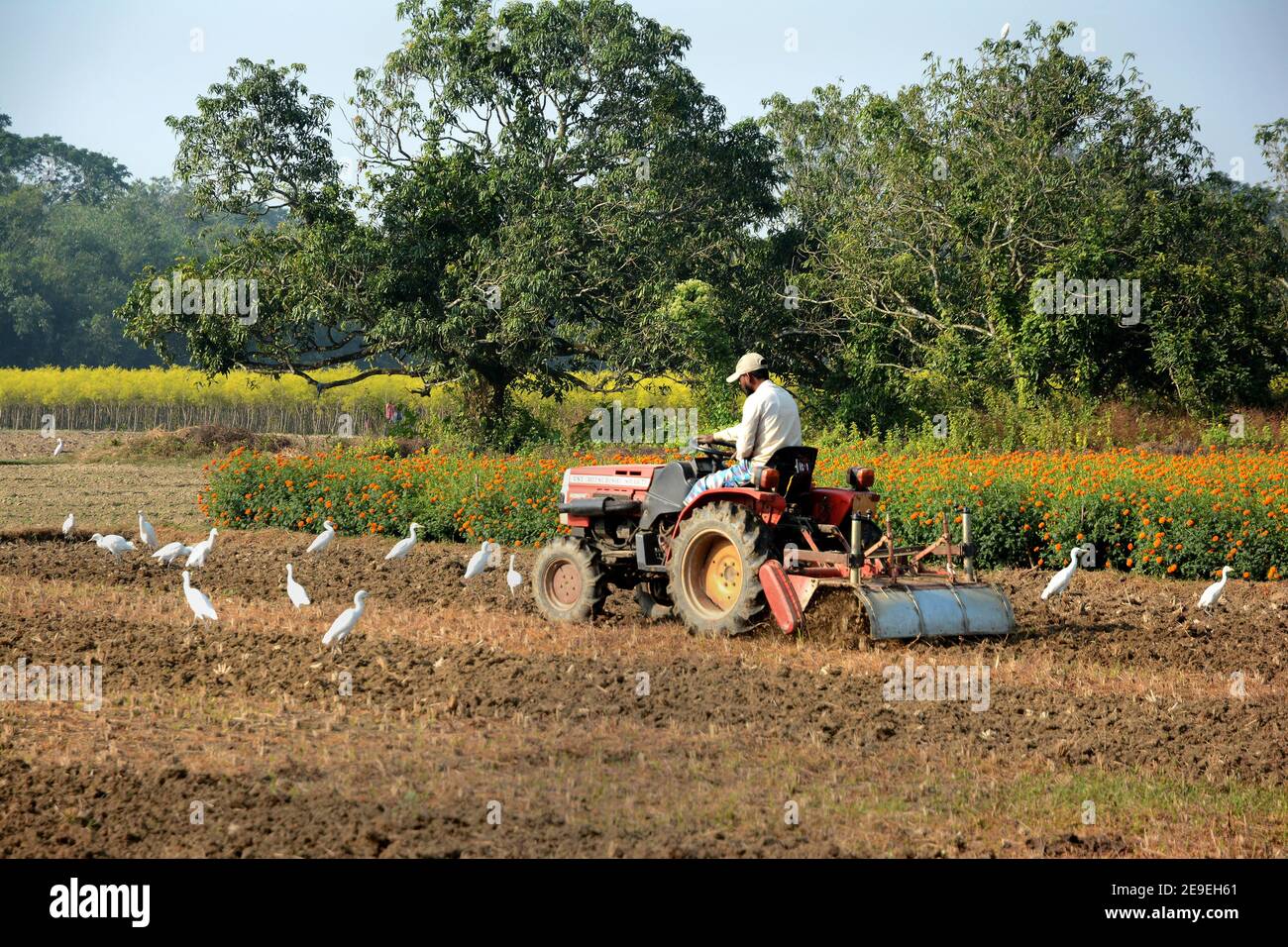 L'agricoltore indiano rurale sta coltivando la propria terra agricola e gli aironi sono accompagnati, perché gli insetti stanno volando fuori dal suolo . Foto Stock