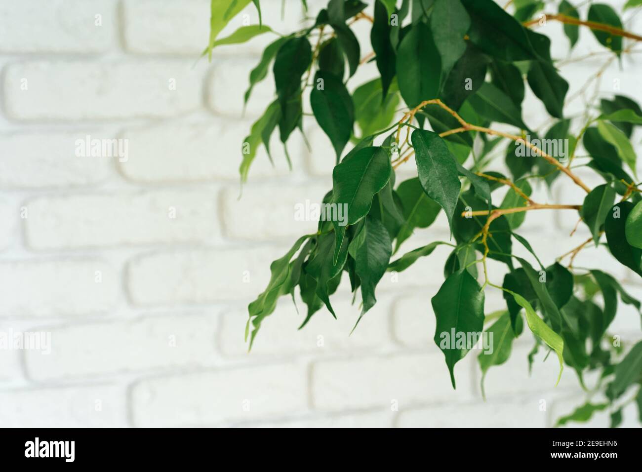 Foglie di pianta della casa contro muro di mattoni bianchi con spazio di  copia Foto stock - Alamy