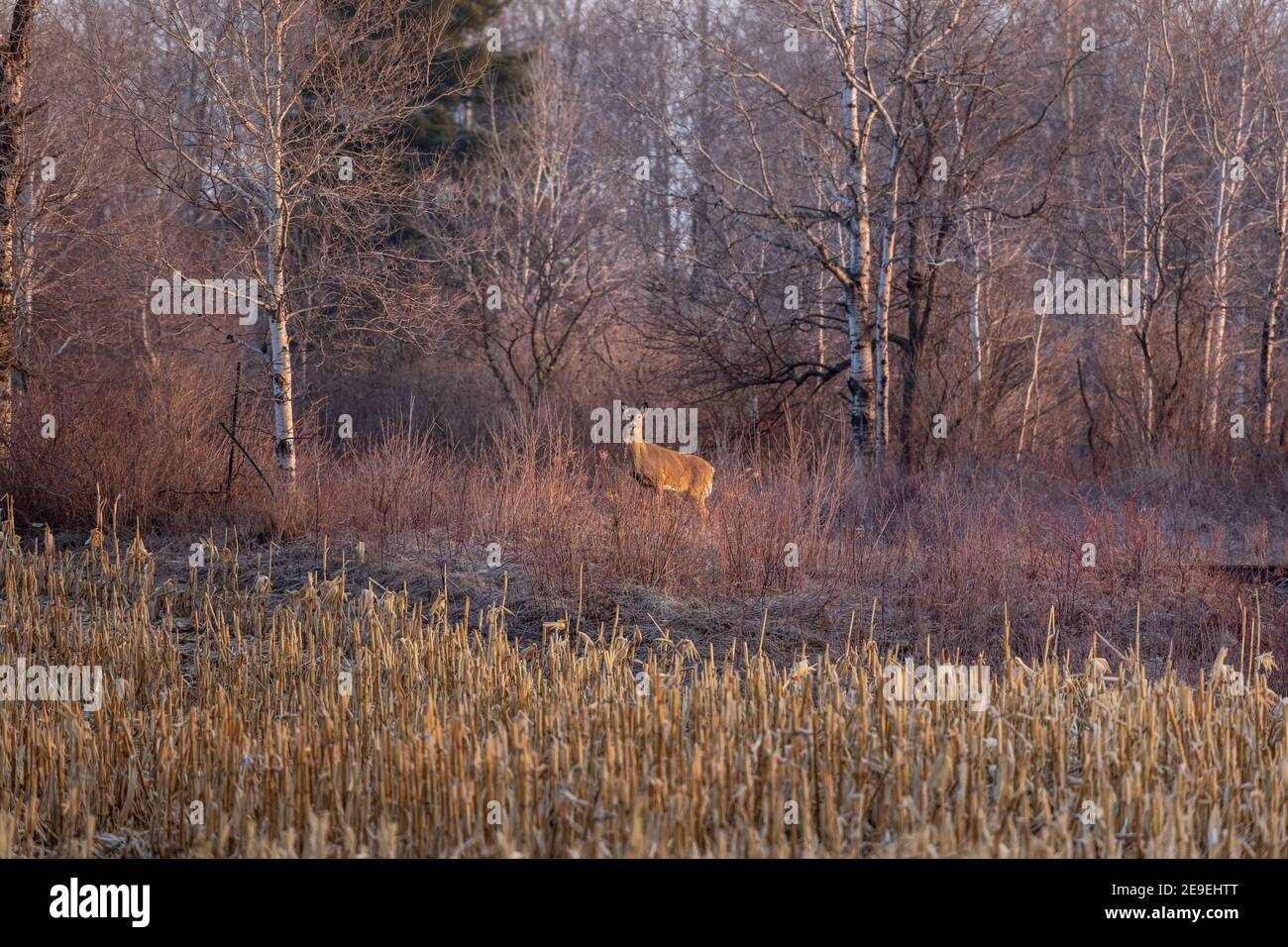 Doe dalla coda bianca che si trova ai margini di un campo agricolo nel Wisconsin settentrionale. Foto Stock