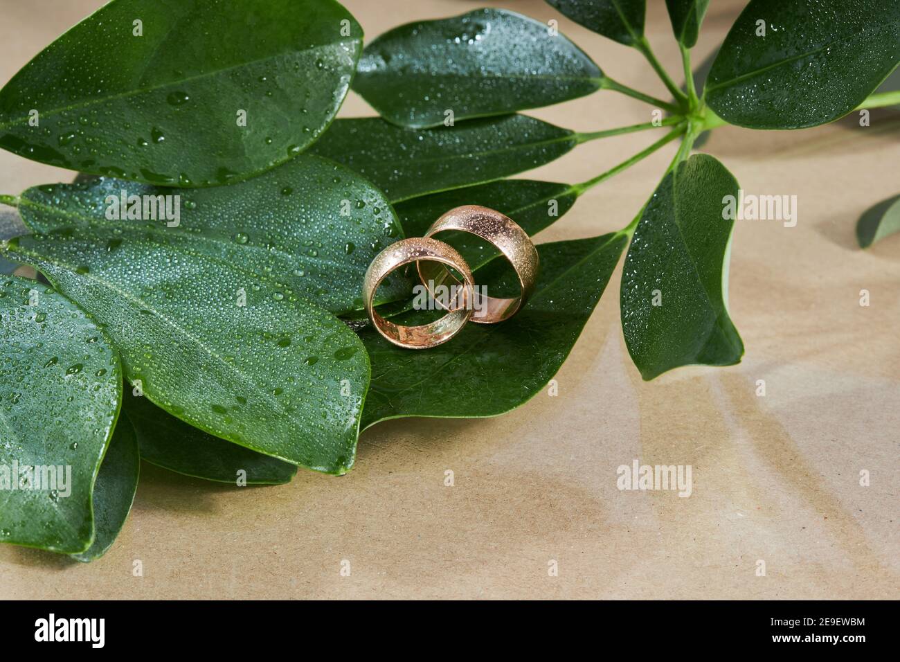 Anelli di nozze su un bellissimo sfondo bagnato foglia. Concetto di matrimonio Foto Stock