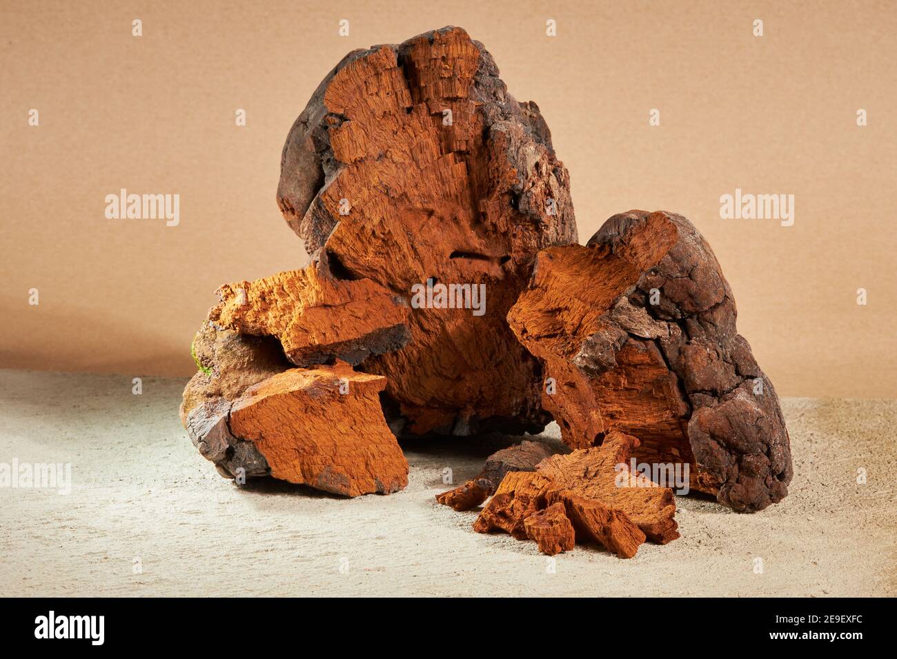 Pezzi di funghi chaga naturali su sfondo beige. Inonotus obliquus è una pianta medica. Foto Stock