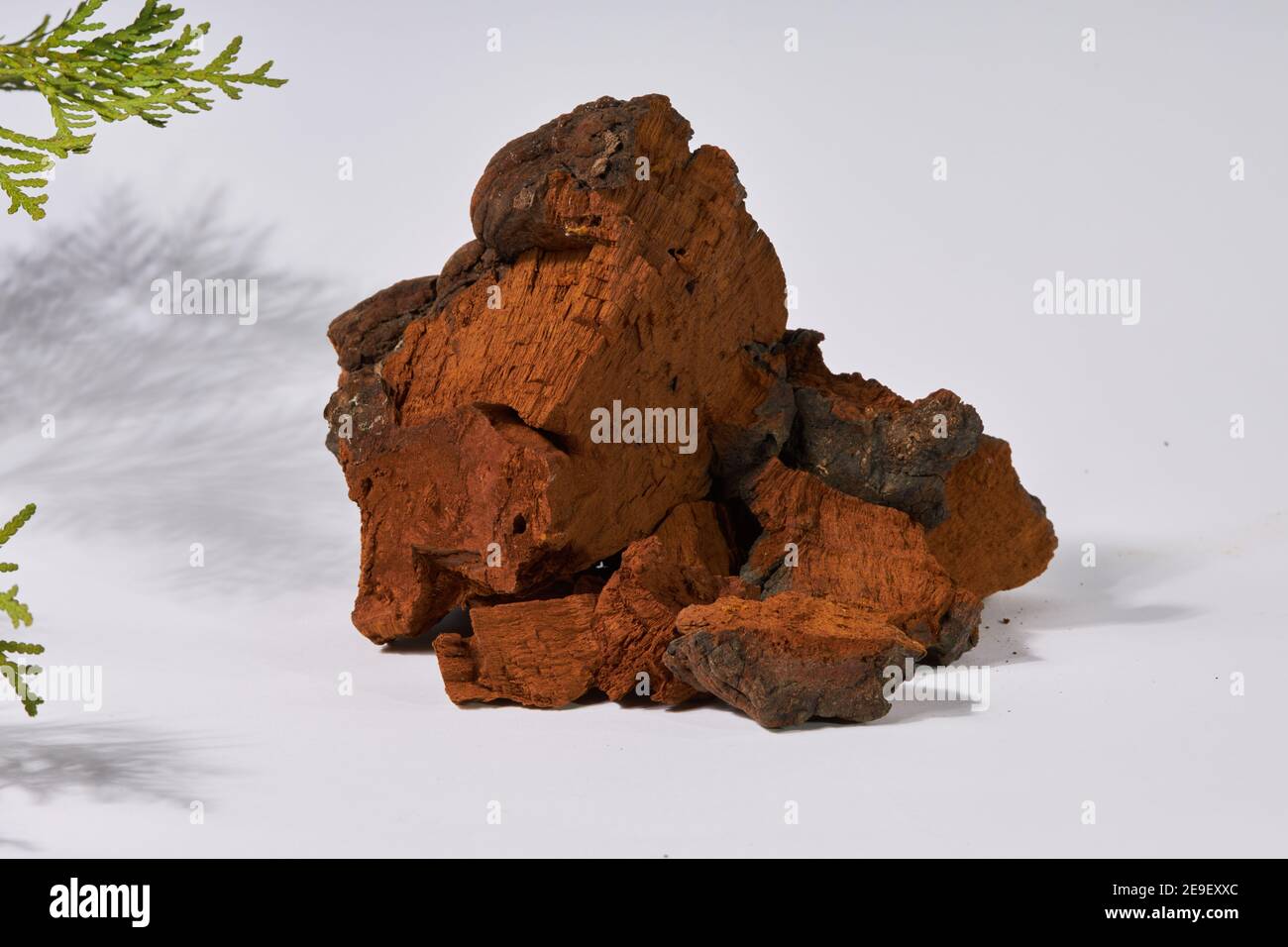 Pezzi di funghi chaga naturali su sfondo bianco. Inonotus obliquus è una pianta medica. Foto Stock