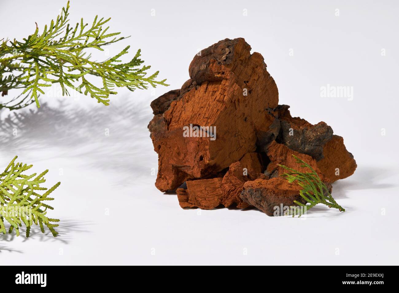 Pezzi di funghi chaga naturali su sfondo bianco. Inonotus obliquus è una pianta medica. Foto Stock