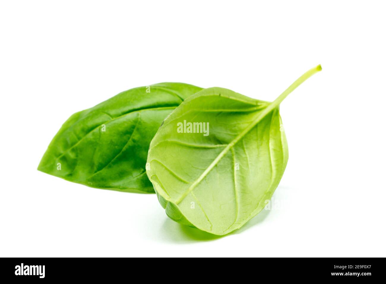 Il basilico isolati su sfondo bianco Foto Stock