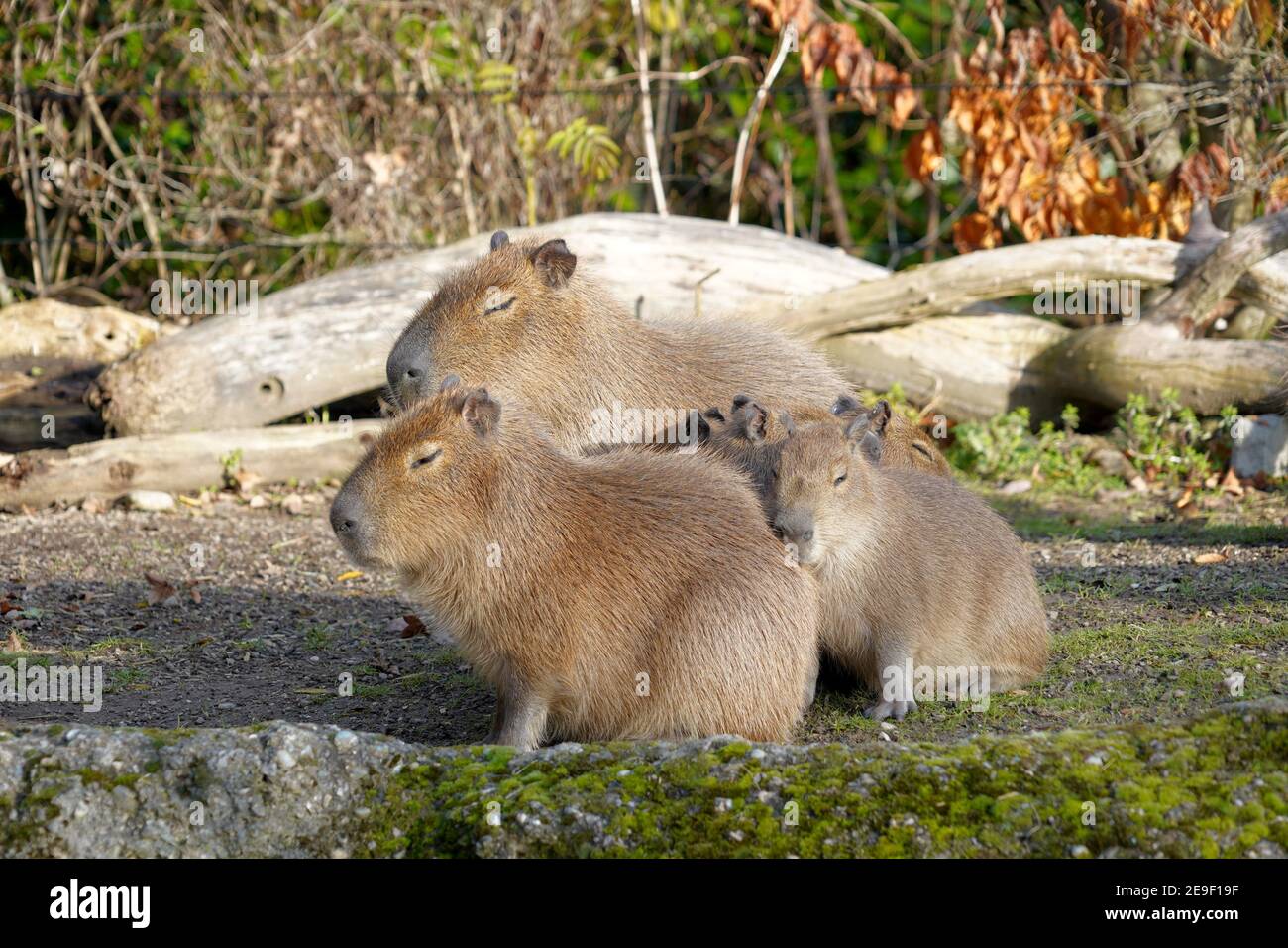 Capybara, in latino chiamato Hydrochoerus hydrochaeris, famiglia di due animali adulti e un bambino seduto insieme con gli occhi chiusi godendo del sole caldo. Foto Stock