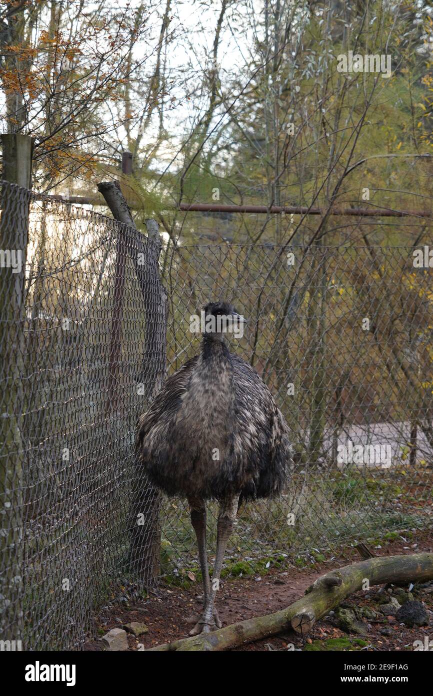 Struzzo o struzzo comune, in latino chiamato Struthio camelus. Un giovane uccello in vista laterale con molto spazio di copia sullo sfondo. Foto Stock