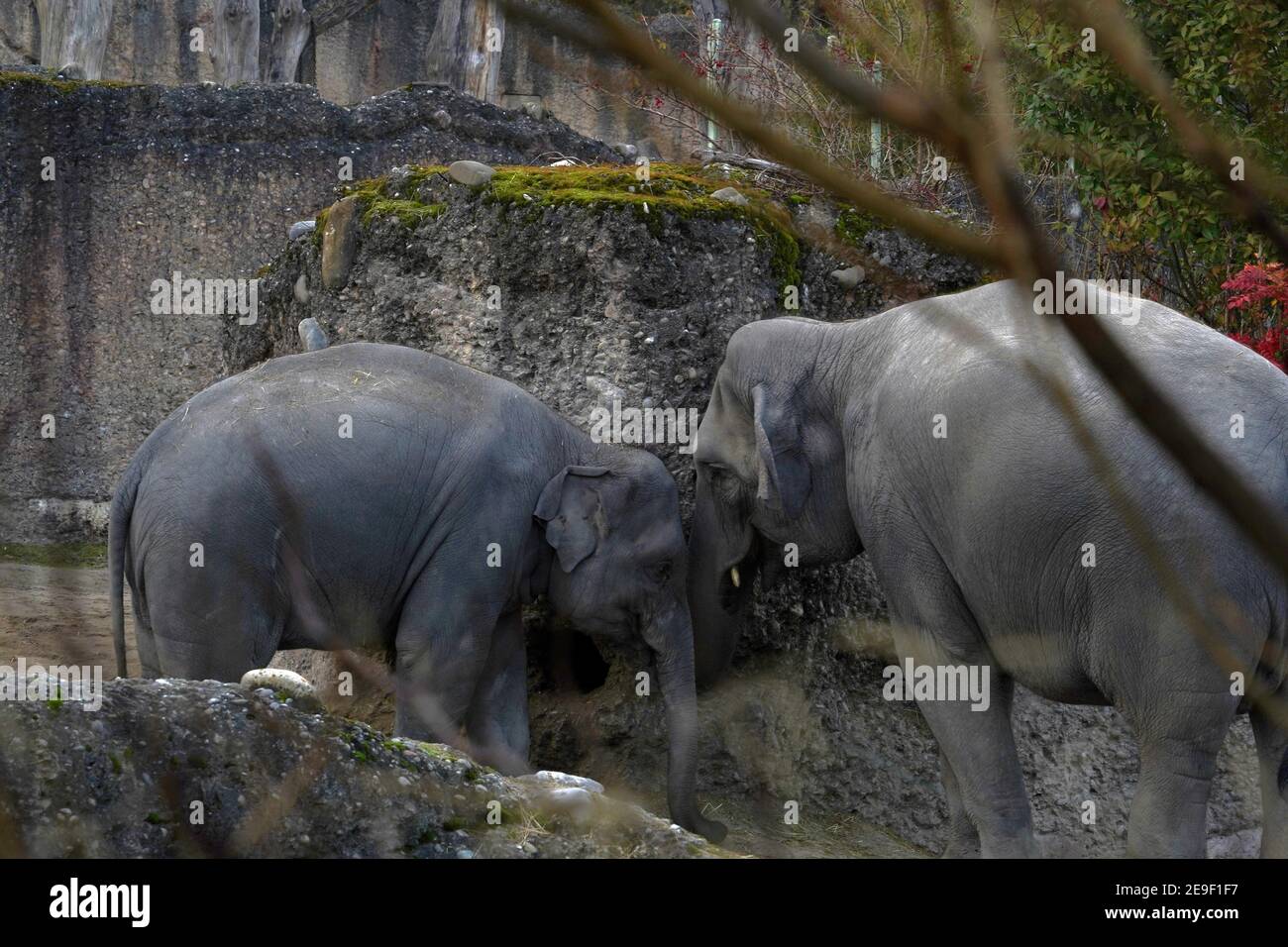 Due elefanti indiani, in latino chiamati Elephas maximus indicus in vista laterale, animali adulti e giovani, che vivono in cattività. Giocano. Foto Stock