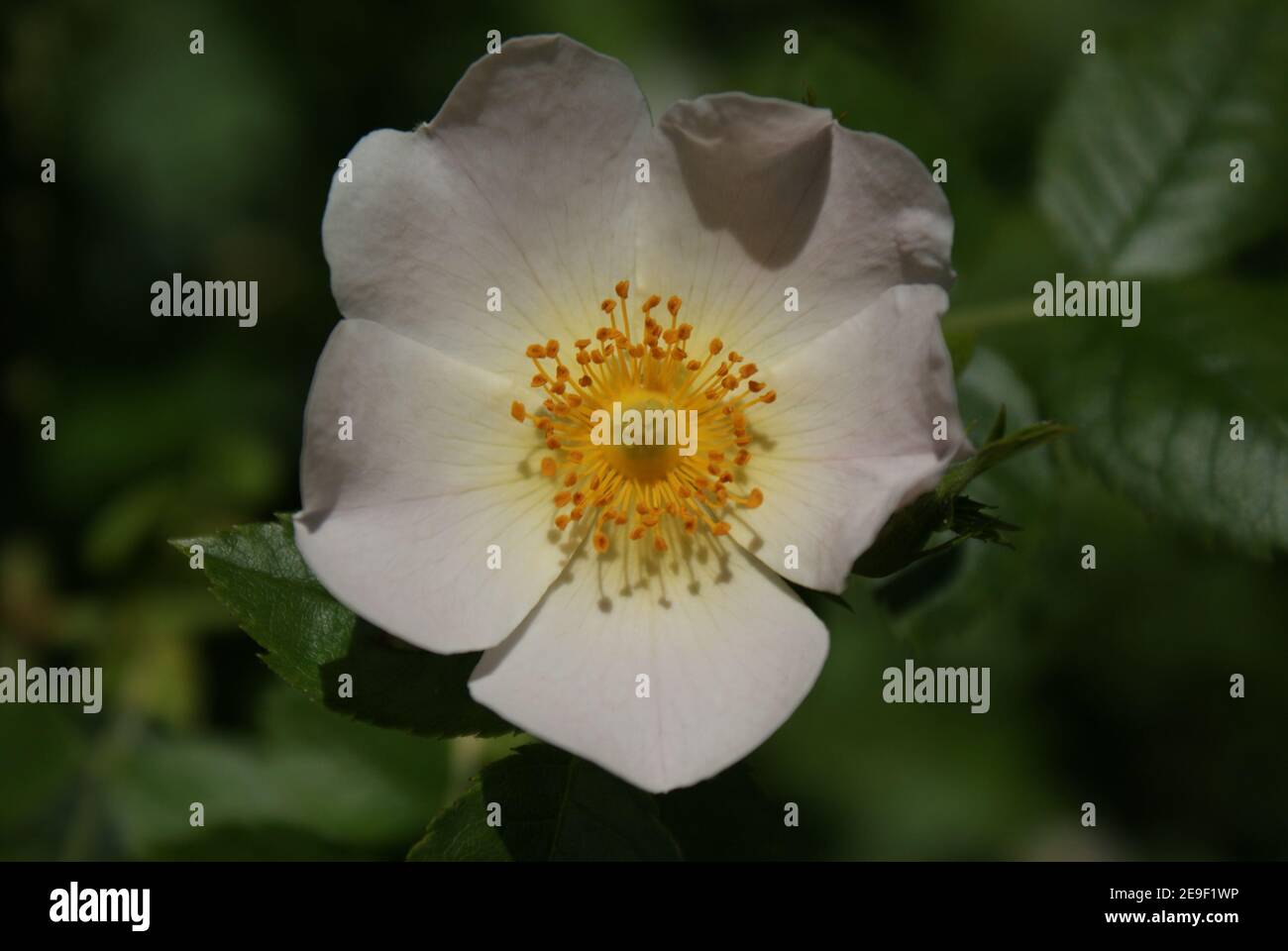Dog Rose / Rosa Canina / Rosier Sauvage / Eglantine un modesto fiore wiid di amore, vita e un NightsDream di mezza estate Foto Stock