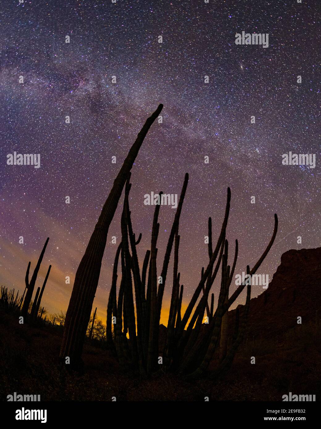 Organo tubo cactus di notte con Geminid Meteor doccia, Organ Pipe Cactus National Monument, Arizona, USA. Foto Stock