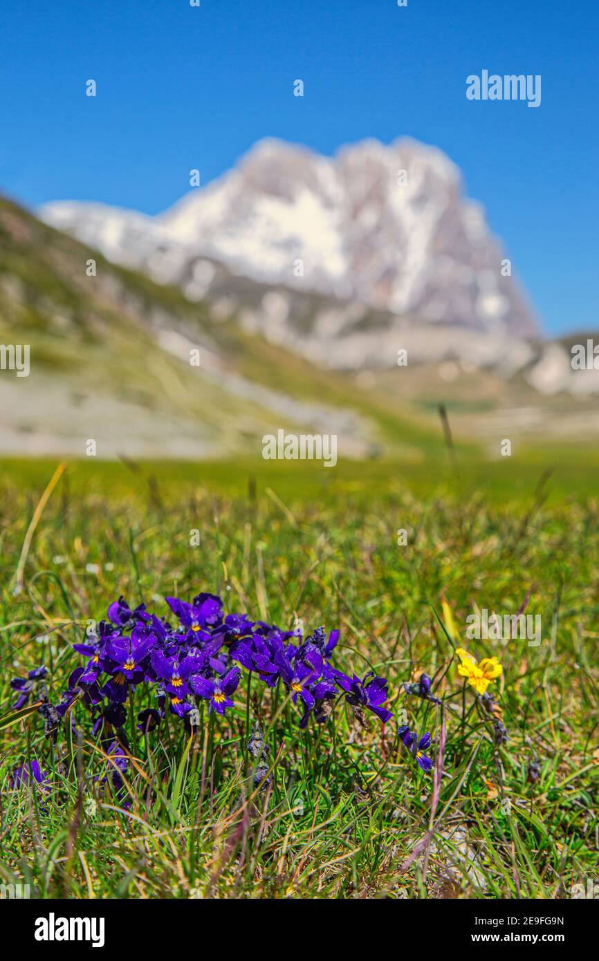 Mazzo di violetti selvatici nella pianura di campo Imperatore. Sullo sfondo il Corno Grande. Parco Nazionale del Gran Sasso e Monti della Laga, Abruzzo Foto Stock