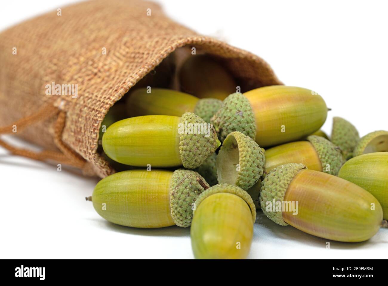 Frutti di farnia, Quercus robur L. in autunno Foto Stock