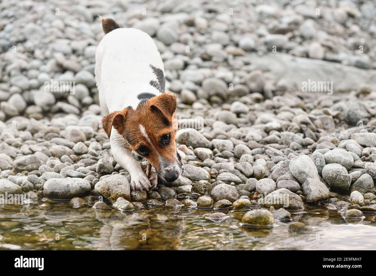 Piccolo Jack Russell terrier camminare con bastone in bocca vicino fiume poco profondo su pietre bagnate Foto Stock
