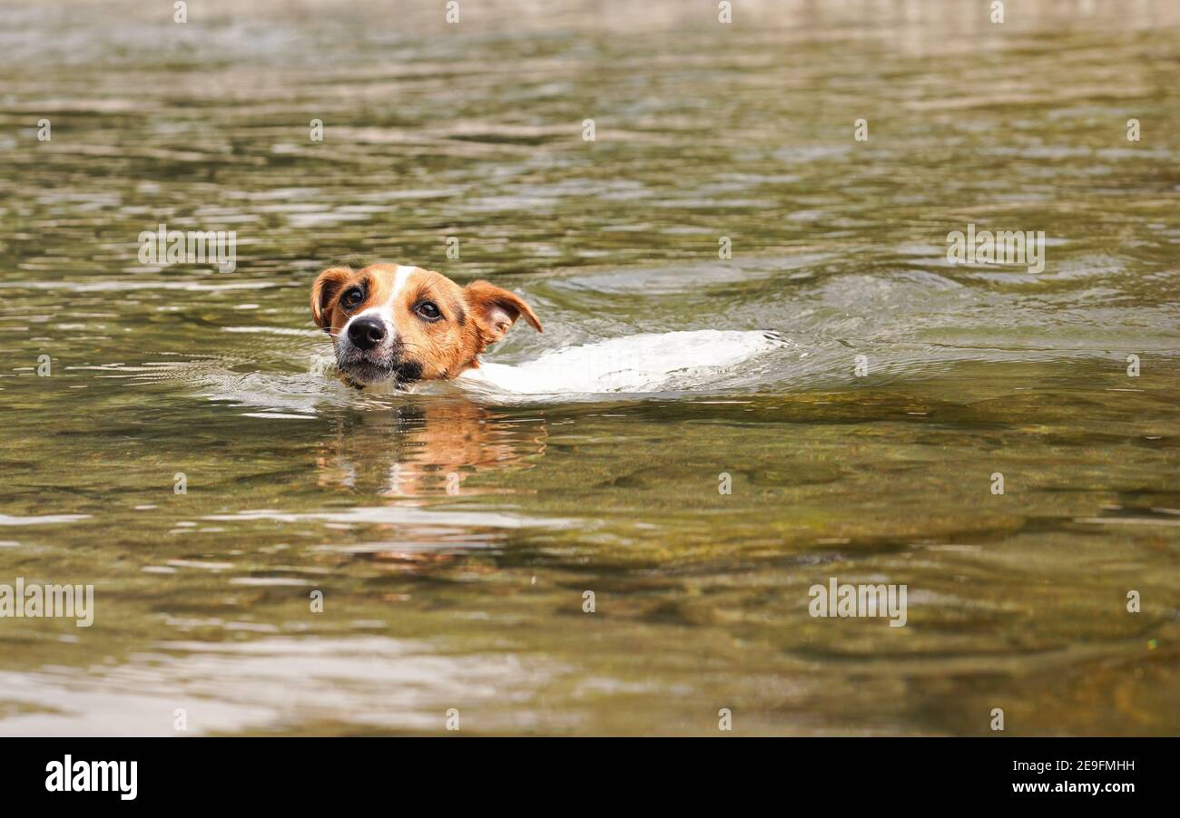 Jack Russell cane terrier nuotare in fiume, solo la sua testa visibile sopra l'acqua Foto Stock