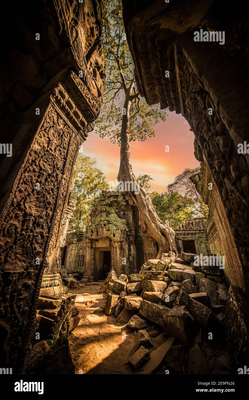 (Fuoco selettivo) vista mozzafiato del tempio Ta Prohm con un grande albero vecchio. TA Prohm è il nome moderno del tempio di Siem Reap, Cambogia. Foto Stock