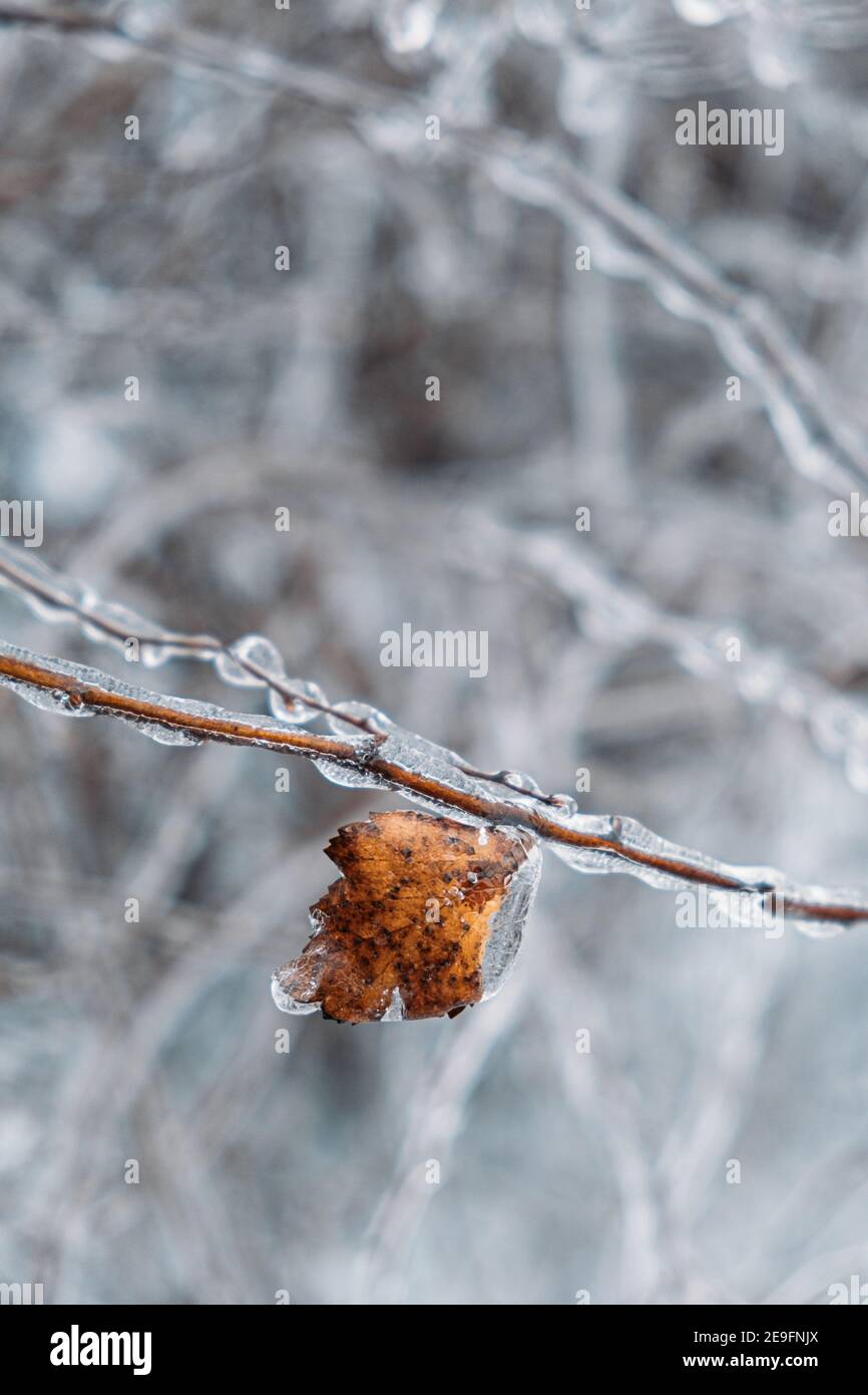 Pioggia congelante, rischi di ghiaccio. Ramo di albero congelato nella città invernale. I rami dell'albero ghiacciato si avvicinano. Ghiaccio, boccole congelate. Messa a fuoco selettiva, bokeh Foto Stock