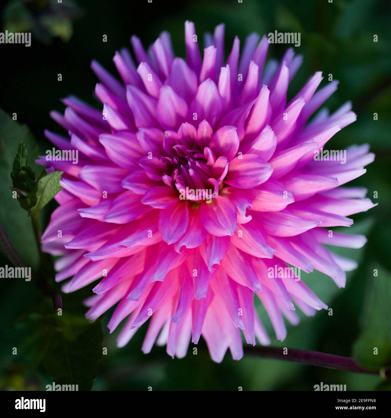 Herbert Smith dahlia catturato a Swan Island dahlias a Canby, Oregon, Stati Uniti Foto Stock