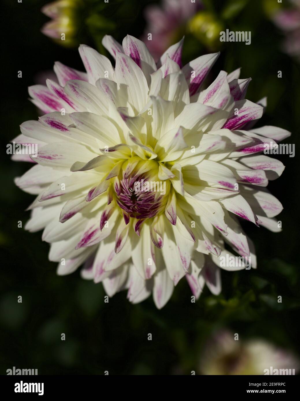 Margaret Ellen dahlia catturato a Swan Island dahlias a Canby, Oregon, Stati Uniti Foto Stock