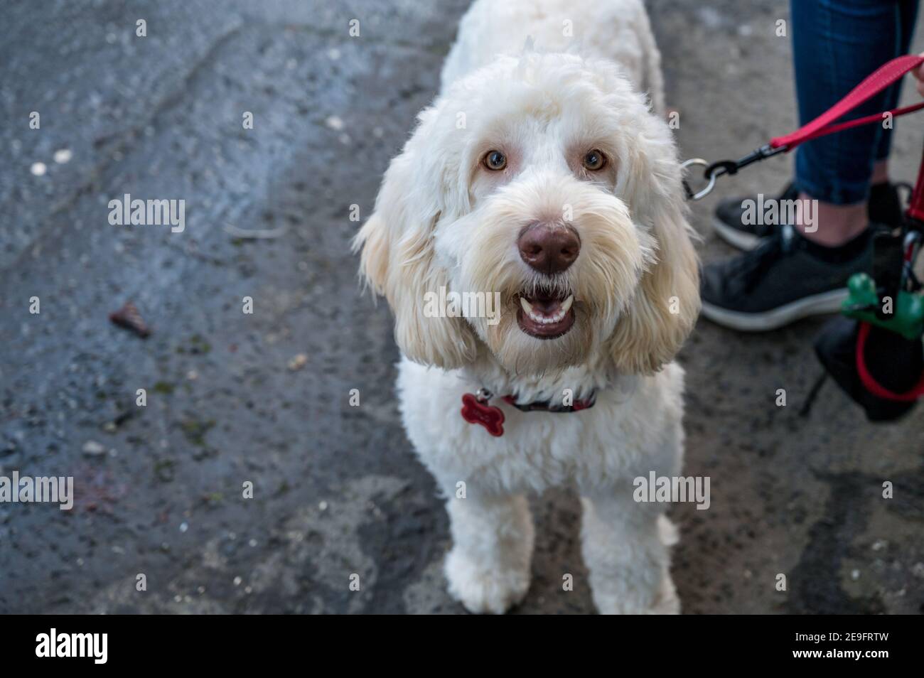 White labradoodle cane guardando la macchina fotografica su una passeggiata Foto Stock
