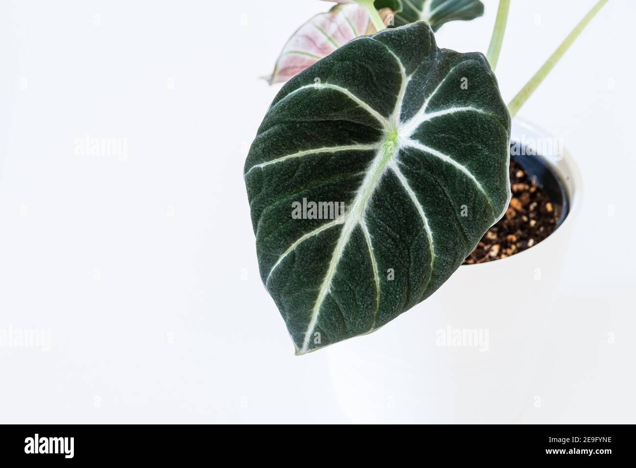 Alocasia reginula foglia 'velluto nero'. Pianta tropicale in vaso su sfondo bianco. Esotico dettaglio houseplant alla moda. Foto Stock