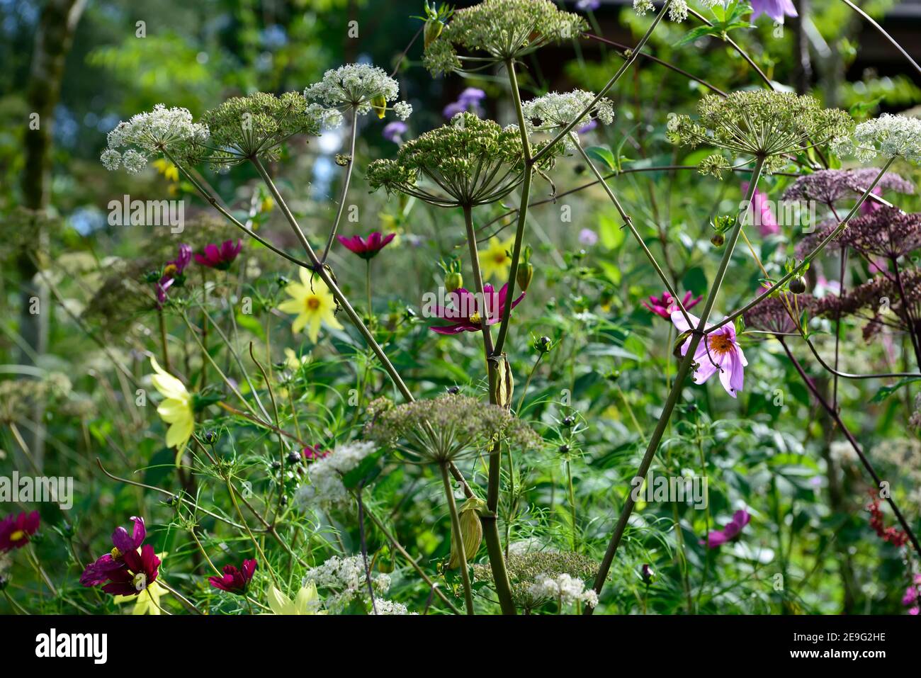 COSMOS bipinnatus Dazzler,carminio rosa cosmo fiori,fiori,fiore,fioritura,regime di piantagione mista,Angelica sylvestris,dahlia,dahlias,Wild angelica, Foto Stock