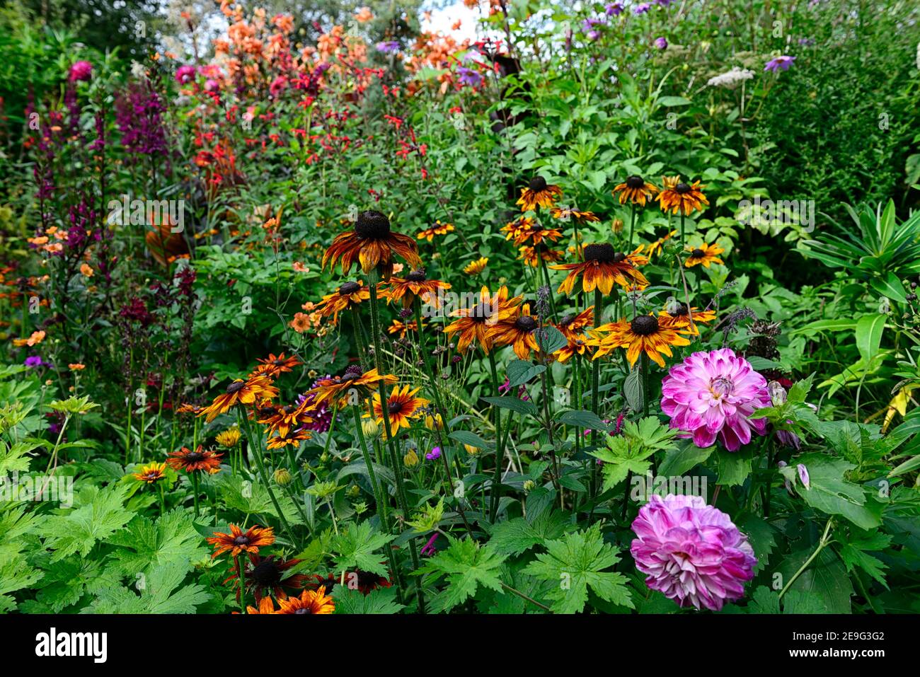 rudbeckia hirta,dahlia,lobelia hadspen viola,salvia fulgens,lilium lancifolium,letto misto,bordo misto,schema di piantagione mista,RM Floreale Foto Stock