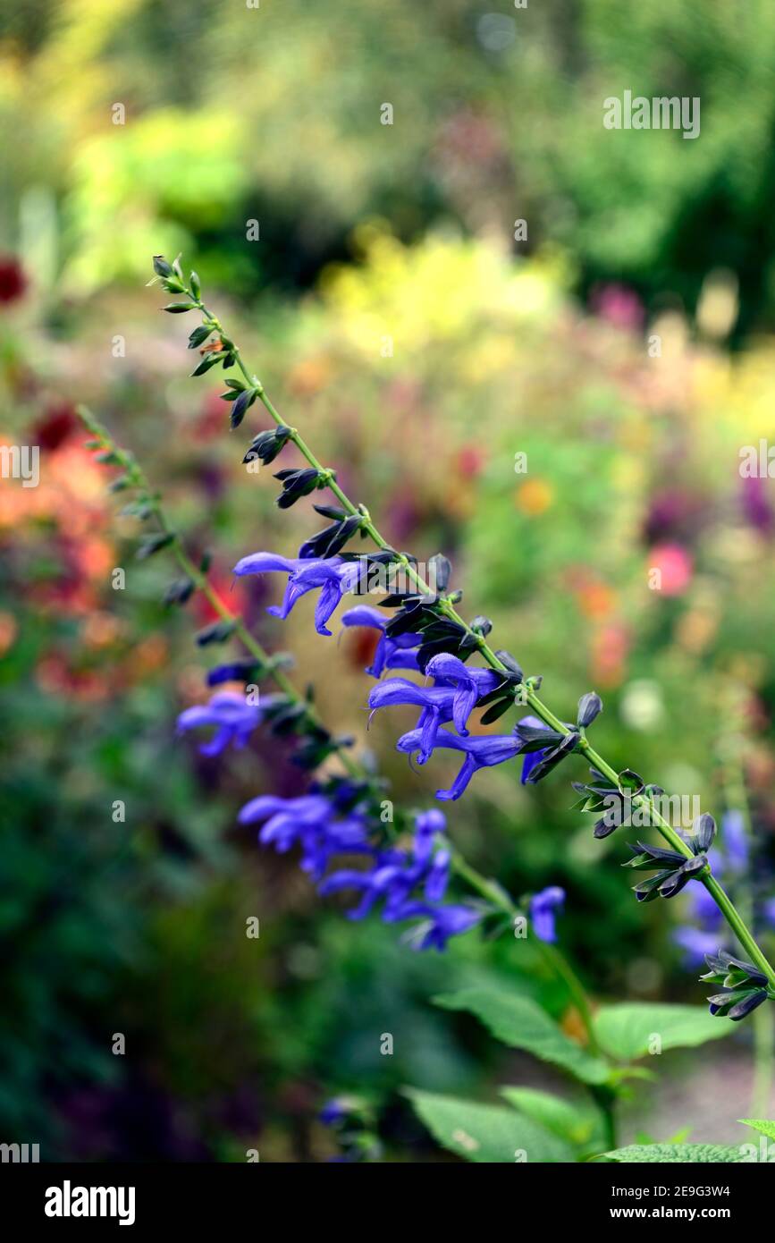 Salvia guaranitica Nero e Bloom, Salvia profumata all'anice, fiori tromba, salvia a gambo scuro, fiore, fioritura, viola scuro fiori blu, salvias, steli scuri Foto Stock