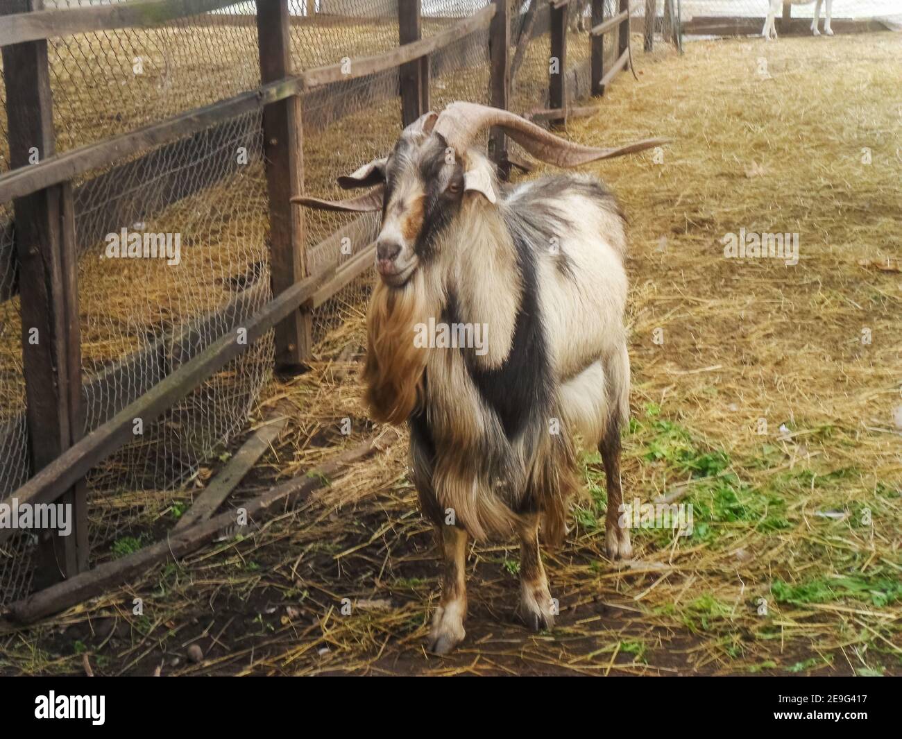 capra lunga bianca, nera e marrone con corna lunghe in un fienile Foto Stock