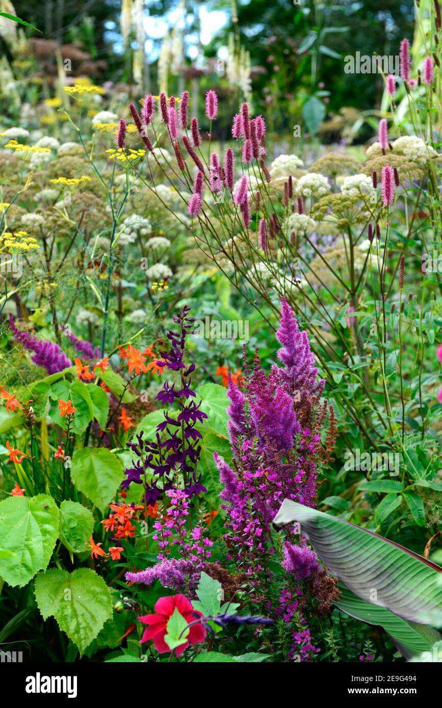 Sanguisorba Rosa Settembre,Lobelia x speciosa Hadspen Viola,Astilbe chinensis var tacquetii Purpurlanze, crosmia, foeniculum vulgare purpurpureum, viola Foto Stock