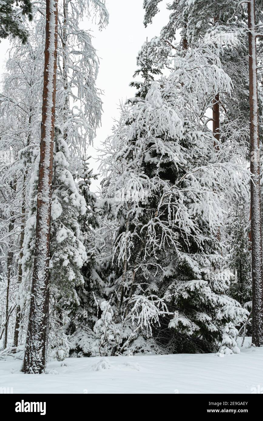 Paesaggio invernale in una foresta mista di pino-abete rosso, Scandinavia. Natura finlandese. Foto di alta qualità Foto Stock