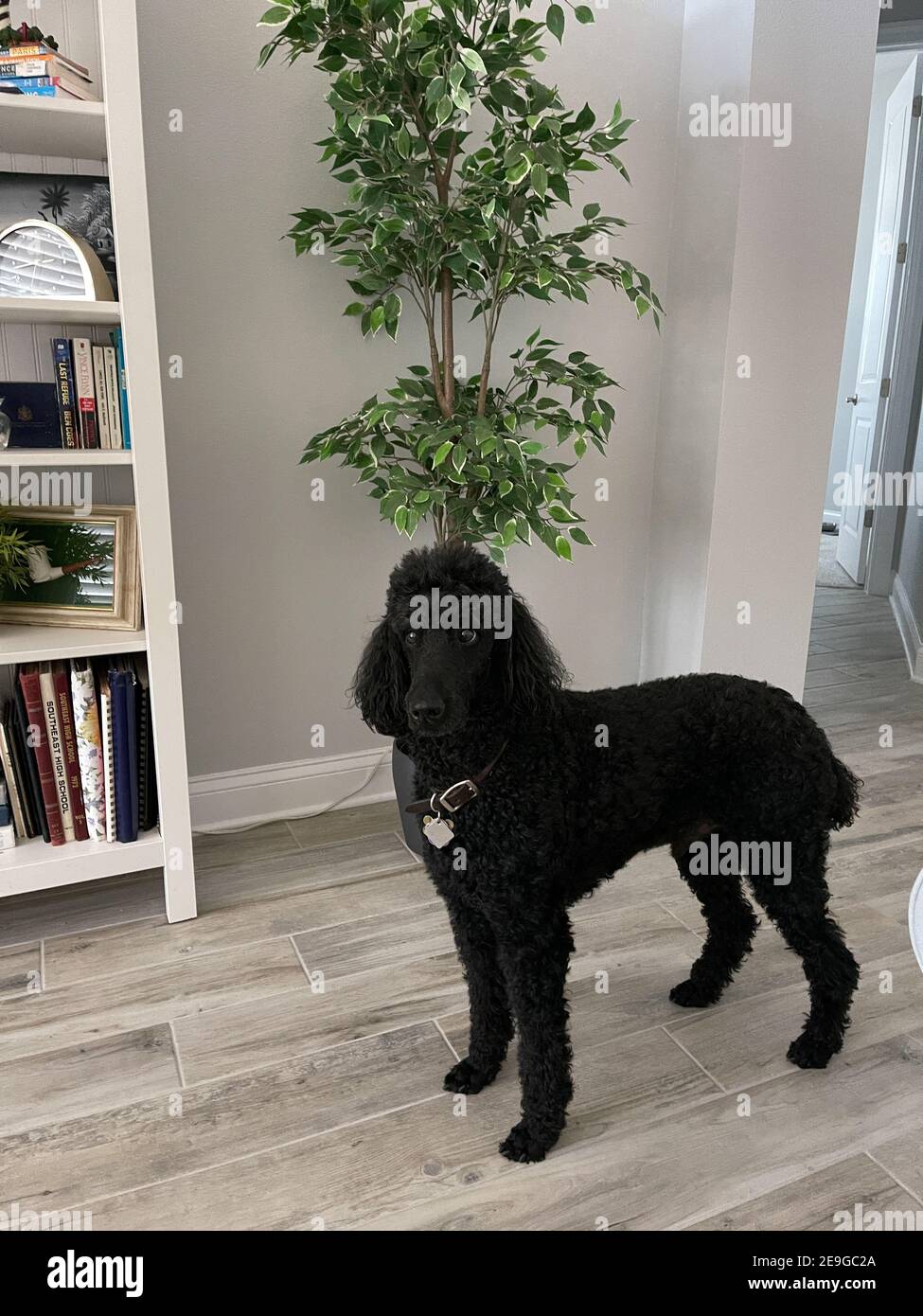 Un poodle nero standard in piedi in un soggiorno. Foto Stock