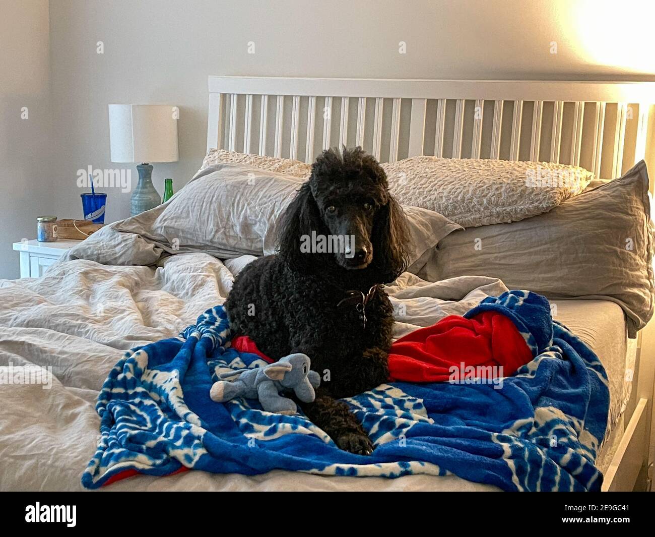 Un poodle nero standard che si stesa su un letto con il suo giocattolo e la coperta. Foto Stock