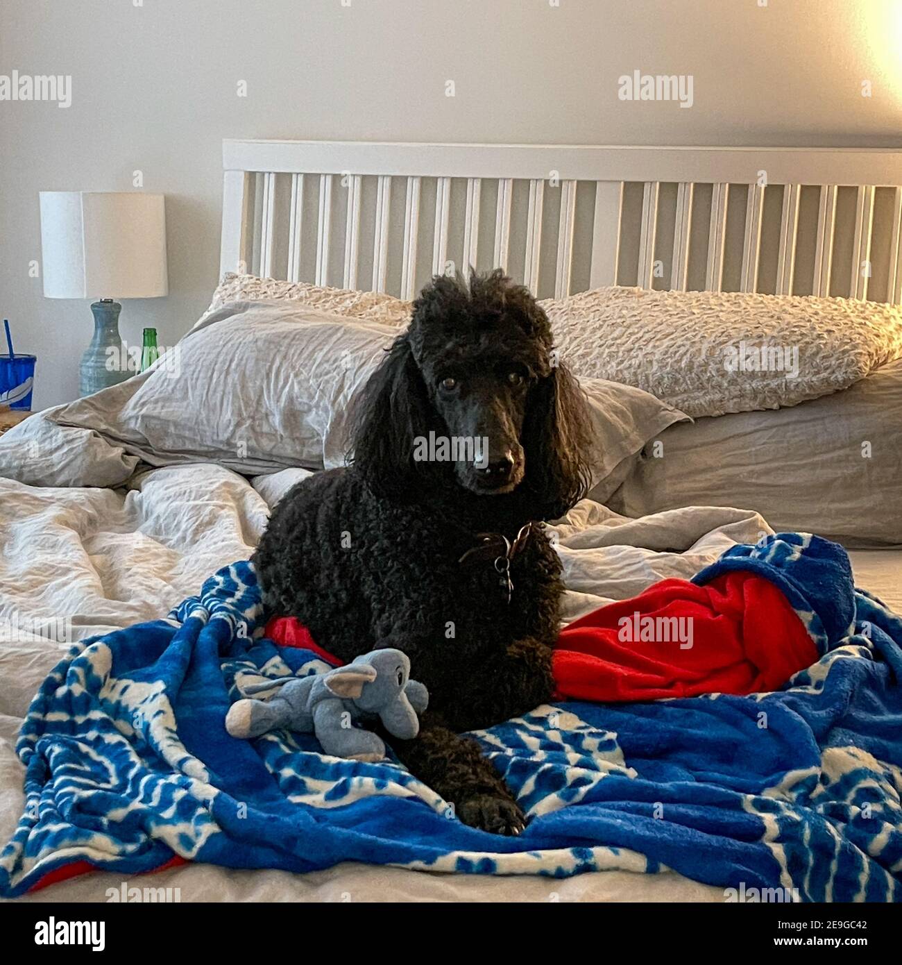 Un poodle nero standard che si stesa su un letto con il suo giocattolo e la coperta. Foto Stock