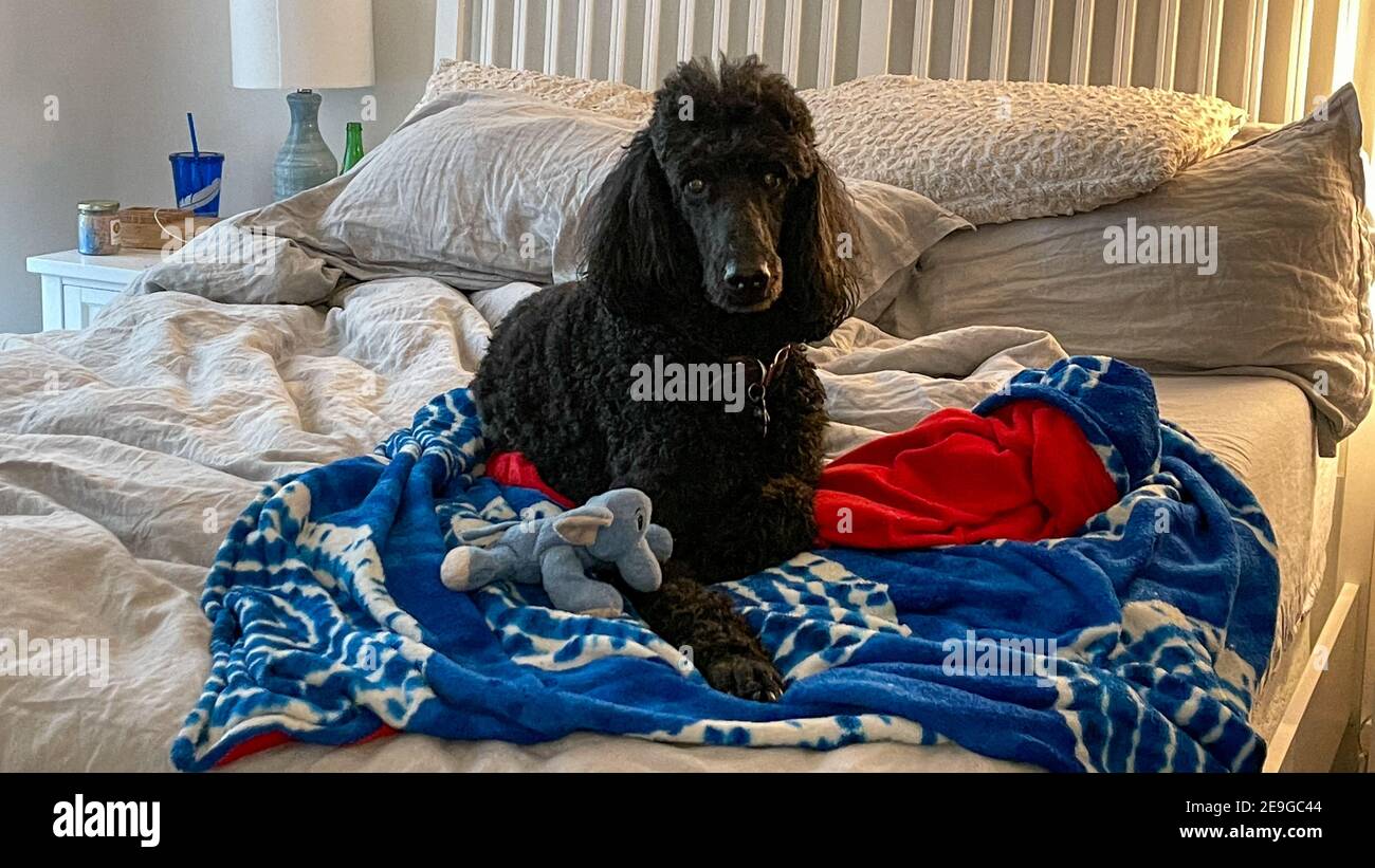 Un poodle nero standard che si stesa su un letto con il suo giocattolo e la coperta. Foto Stock