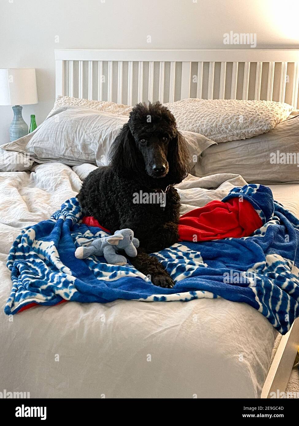 Un poodle nero standard che si stesa su un letto con il suo giocattolo e la coperta. Foto Stock