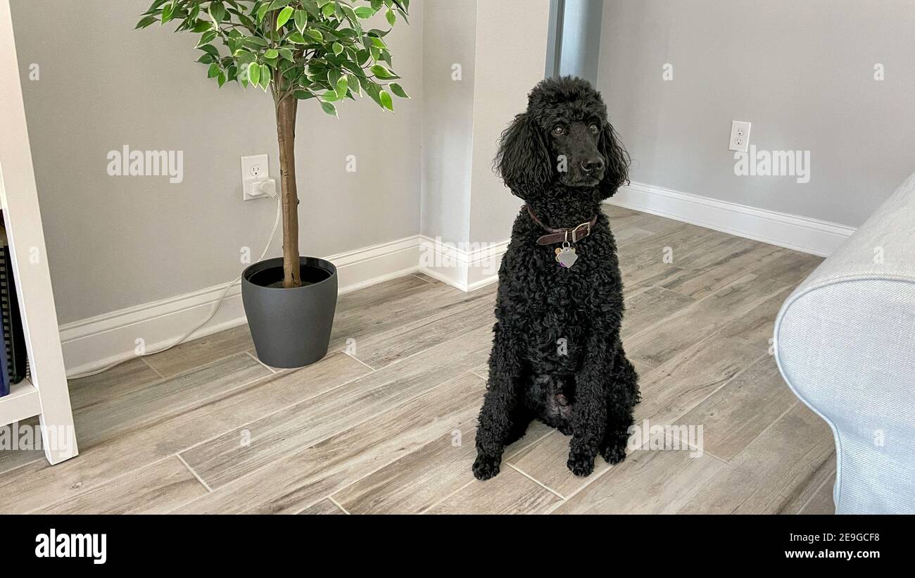 Un poodle nero standard seduto in un soggiorno. Foto Stock