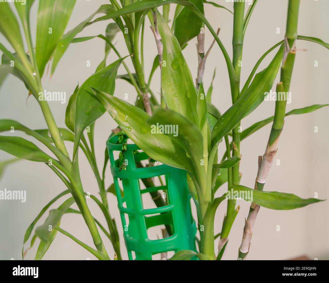 Bambù fortunato - Dracaena sanderiana. Con una nuova crescita vigorosa - come prendersi cura del concetto di bambù. Foto Stock