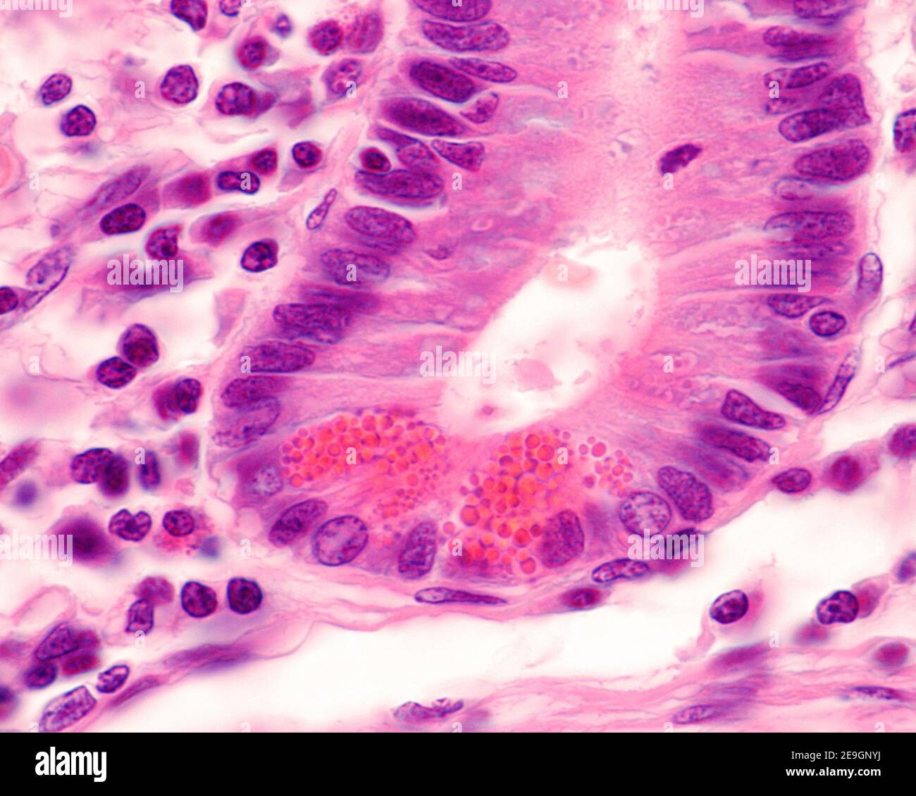 Micrografia ad alto ingrandimento di cellule Paneth che mostra granulazioni eosinofile molto grandi. Essi sono situati in fondo ad una cripta di Lieberkühn del Th Foto Stock