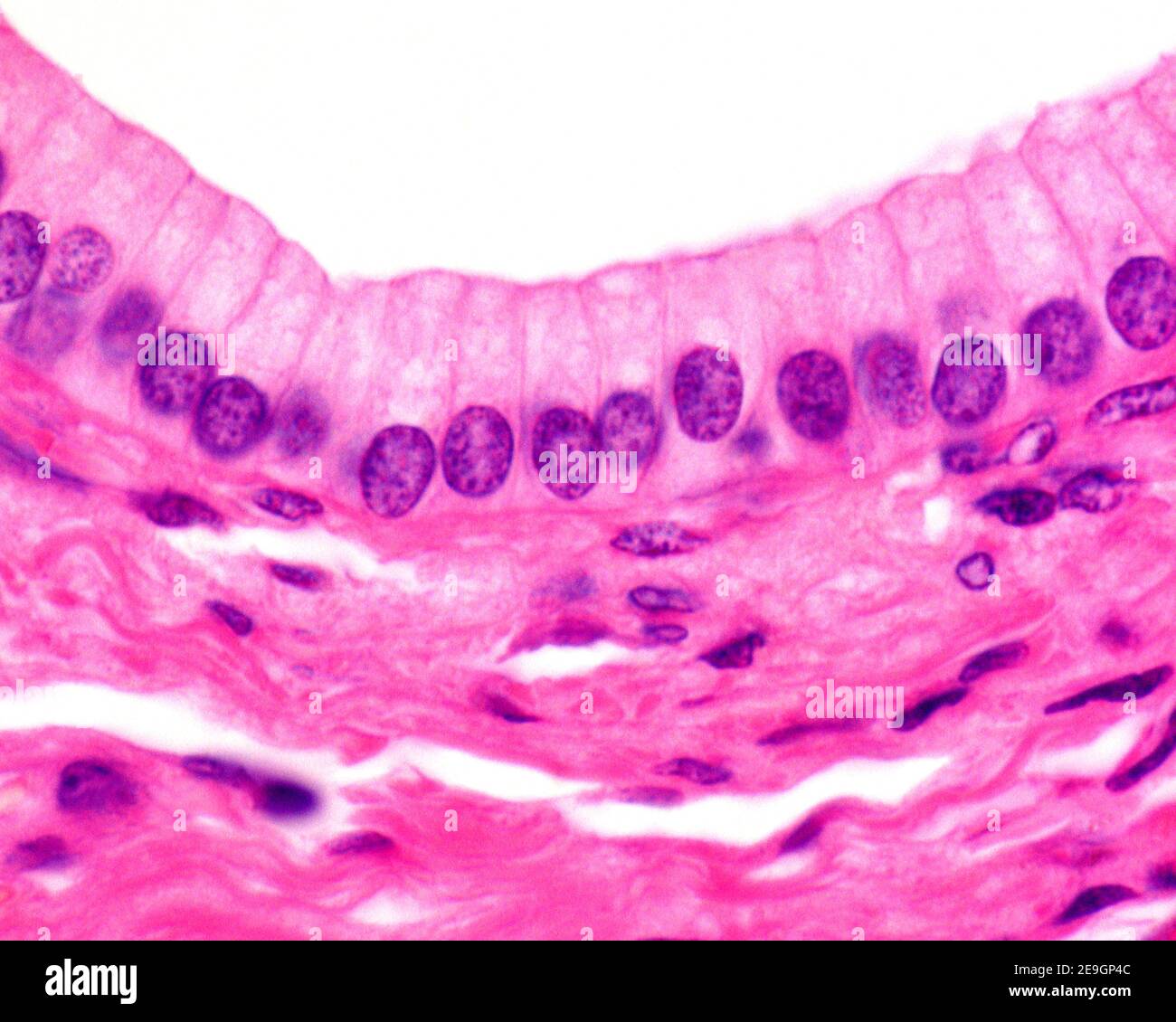 Epitelio colonnare semplice di un dotto escretorio del pancreas. Immagine al microscopio luminoso. Foto Stock