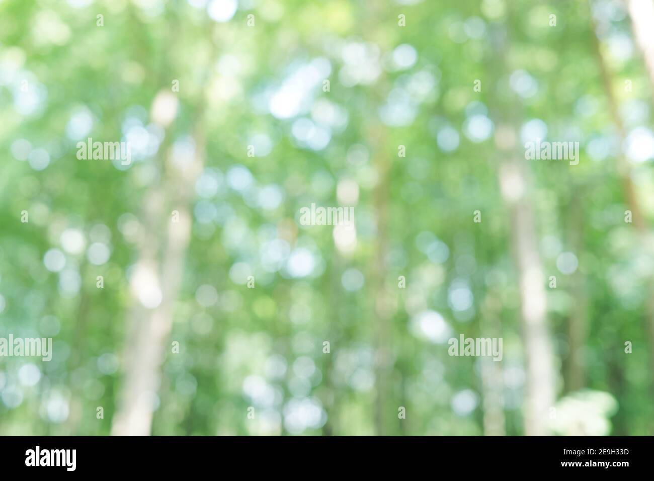 Foresta sfocata con bokeh morbido. Verde fogliame fresco, alberi sfocati. Sfondo biologico naturale. Estate, luce solare primaverile Foto Stock