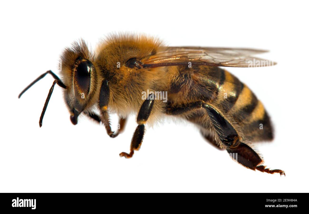 Particolare di ape o di ape in latino Apis mellifera, europeo o occidentale ape miele isolato su sfondo bianco Foto Stock