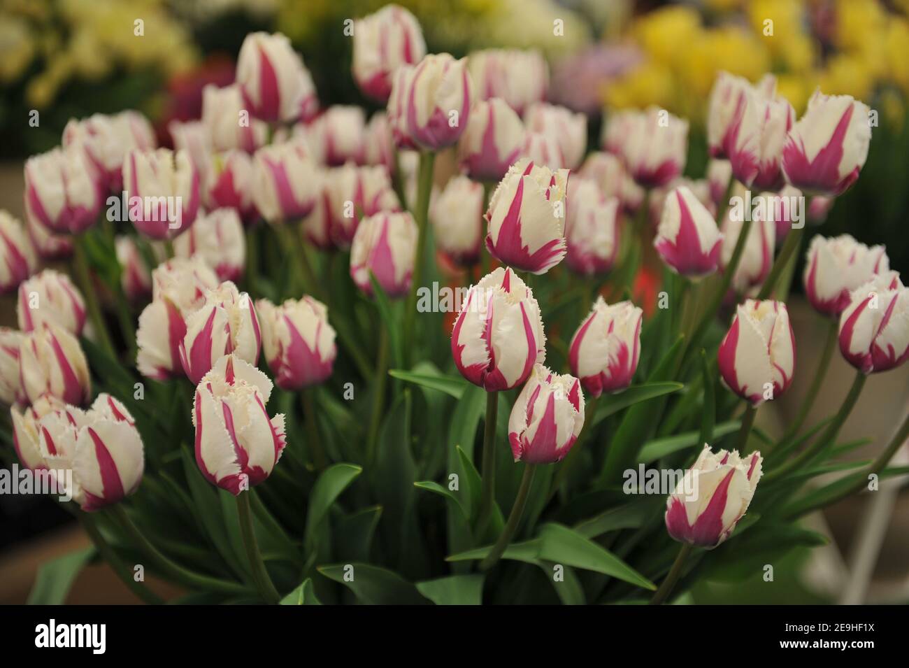 Un bouquet di tulipani bianchi e viola frangiati (Tulipa) Flaming Baltic in una mostra a maggio Foto Stock