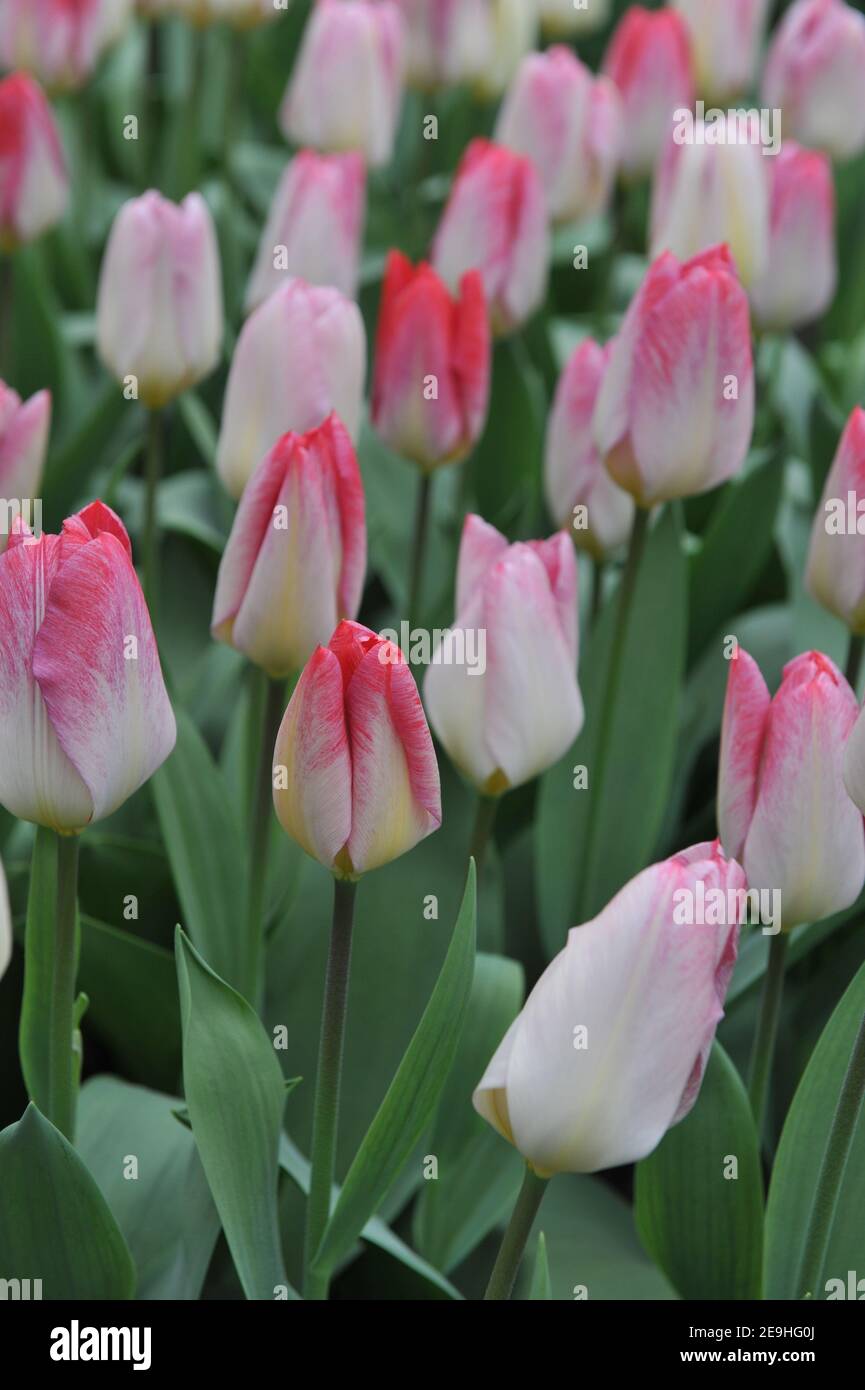 Tulipani Fosteriana rosa (Tulipa) fioritura della Purissima in un giardino Nel mese di aprile Foto Stock