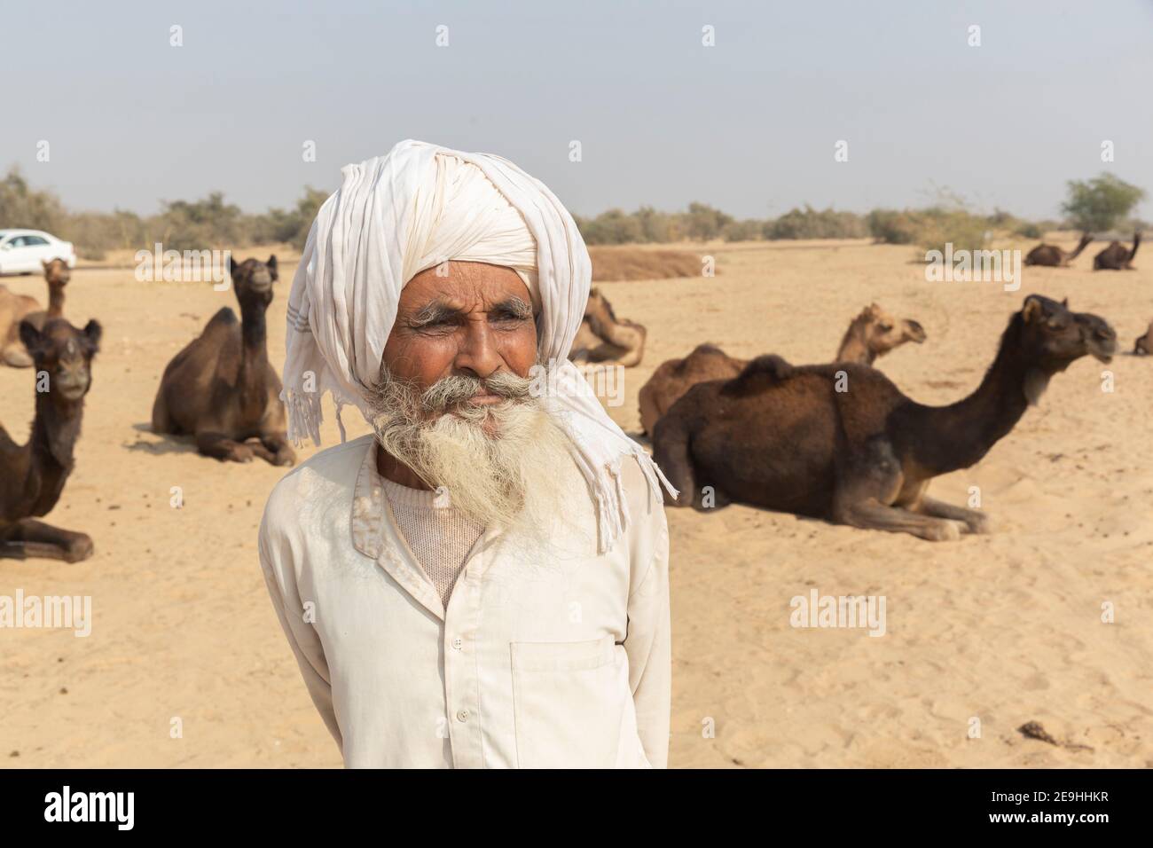 India Jaisalmer Ritratto di Camel driver con cammelli nel deserto fuori Jaisalmer. Foto Stock
