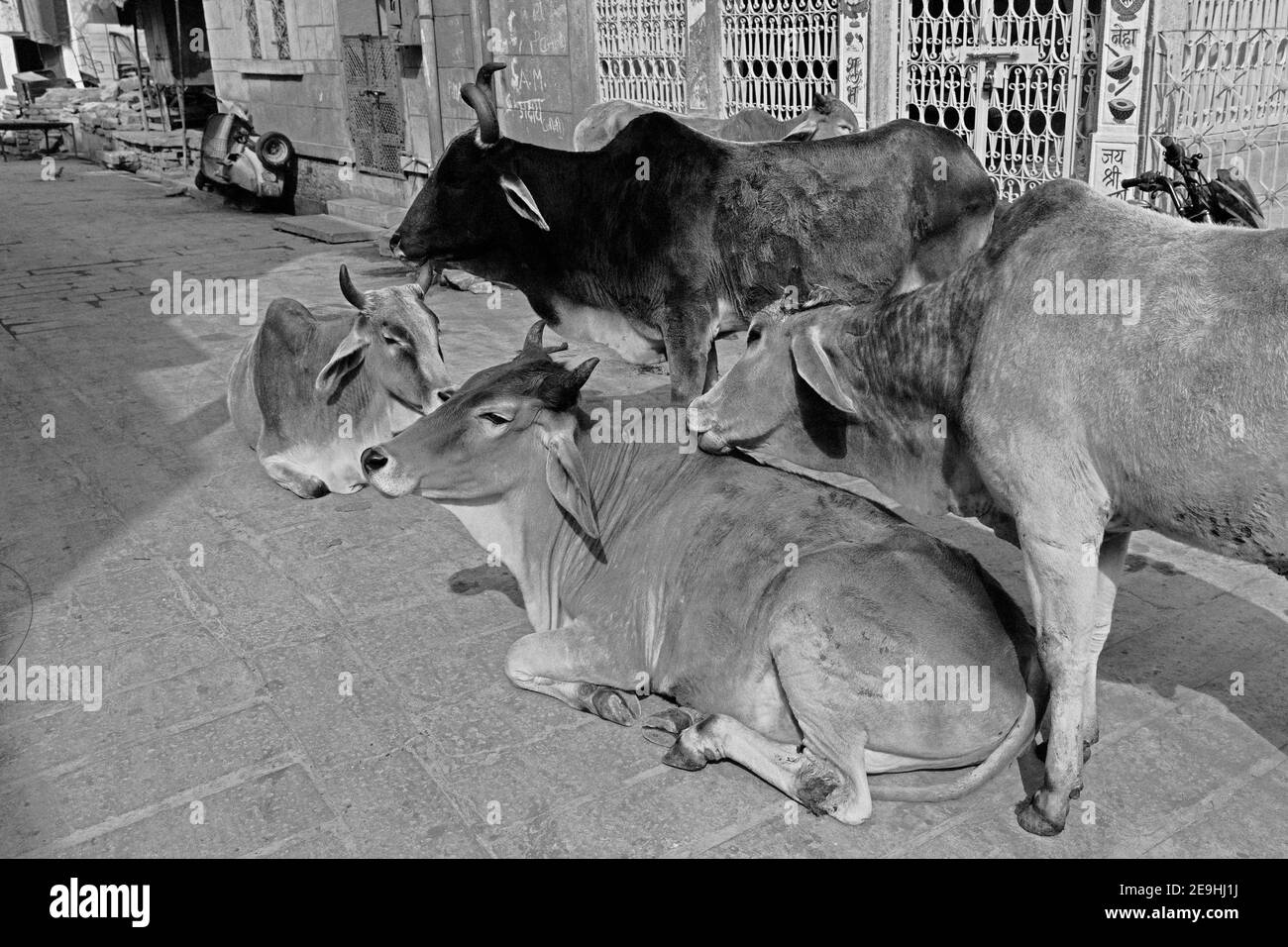 India Jaisalmer mucche Congregating fuori su una strada, Foto Stock